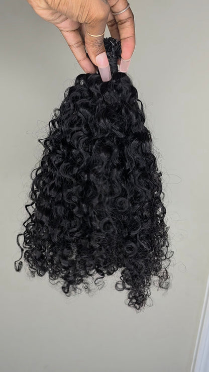 Burmese Curly K-Tips